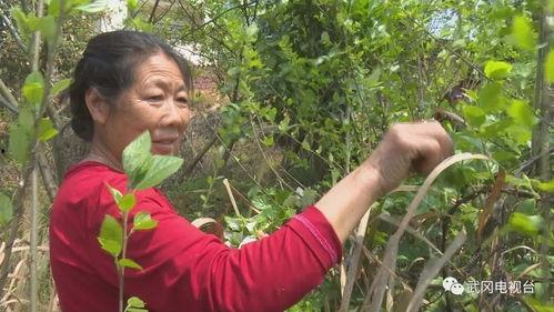 三叶最新爆料,神秘事件背后的惊人真相  第2张 三叶最新爆料,神秘事件背后的惊人真相  第2张