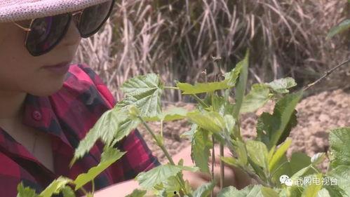 三叶最新爆料,神秘事件背后的惊人真相  第3张 三叶最新爆料,神秘事件背后的惊人真相  第3张