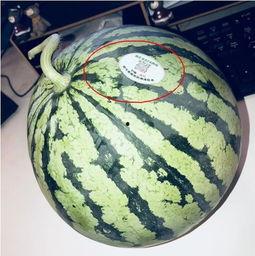 网红吃瓜的时候,揭秘娱乐圈幕后真相  第3张 网红吃瓜的时候,揭秘娱乐圈幕后真相  第3张