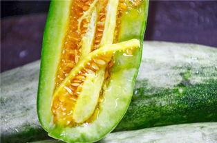 成县的吃瓜网红有哪些,瓜田里的“吃瓜”达人盘点  第3张 成县的吃瓜网红有哪些,瓜田里的“吃瓜”达人盘点  第3张