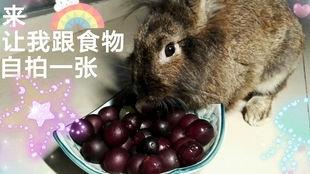 娱乐吃瓜酱 兔 圆  第2张 娱乐吃瓜酱 兔 圆  第2张