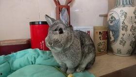 兔子爆料完整视频播放,一窥事件背后真相  第2张 兔子爆料完整视频播放,一窥事件背后真相  第2张