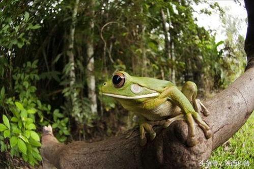 喷水蛙吃瓜视频大全免费观看,免费观看视频大全集锦  第2张 喷水蛙吃瓜视频大全免费观看,免费观看视频大全集锦  第2张