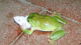 喷水蛙吃瓜视频大全免费观看,免费观看视频大全集锦  第3张 喷水蛙吃瓜视频大全免费观看,免费观看视频大全集锦  第3张